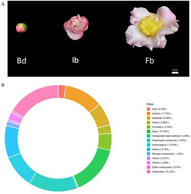 Molecular mechanisms underlying floral fragrance in Camellia japonica ‘High Fragrance’: a time-course assessment